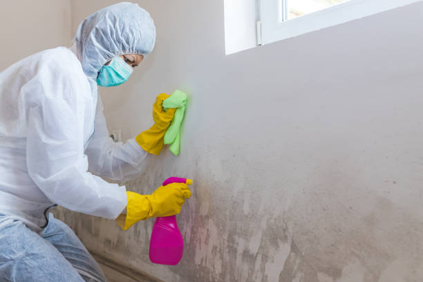 Best Forensic Mold Investigation in Elmwood Park, IL