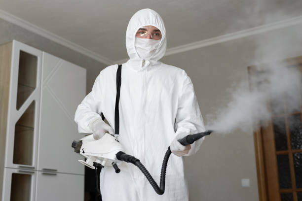 Best Mold Prevention Services in Elmwood Park, IL